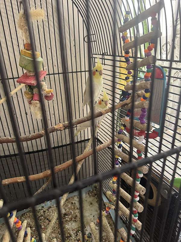 adult-bird-for-sale-in-worcester-ma
