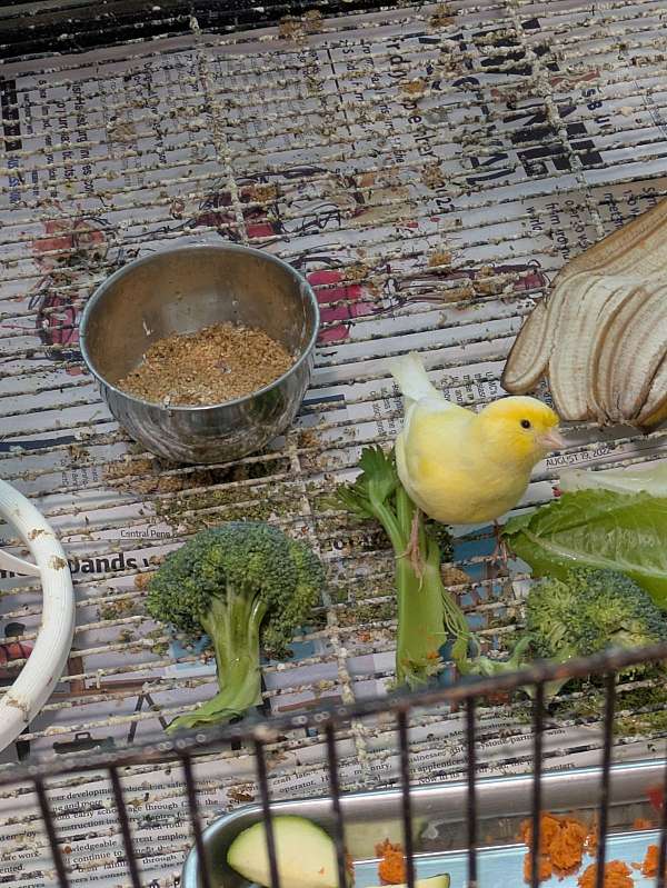 canary-for-sale-in-york-pa