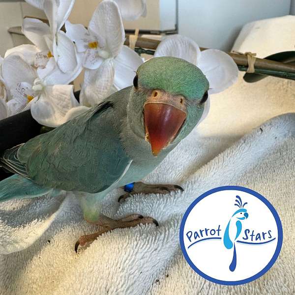 ringneck-parakeet-for-sale