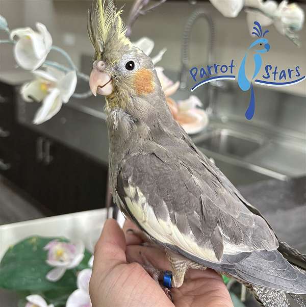 cockatiel-for-sale