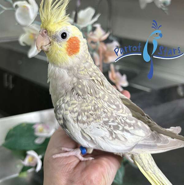 cockatiel-for-sale