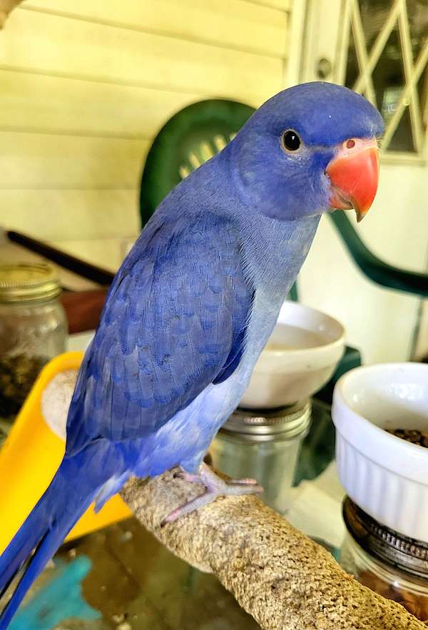 blue-purple-bird-for-sale-in-dover-fl