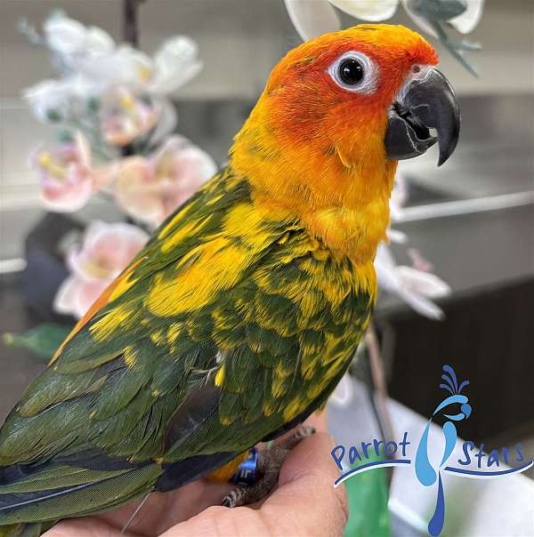 sun-conure-for-sale