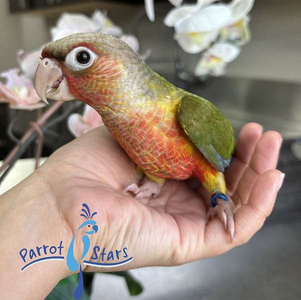 green-cheek-conure-for-sale
