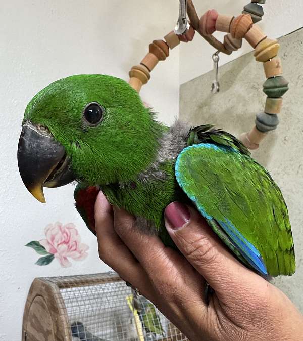 eclectus-parrots-for-sale
