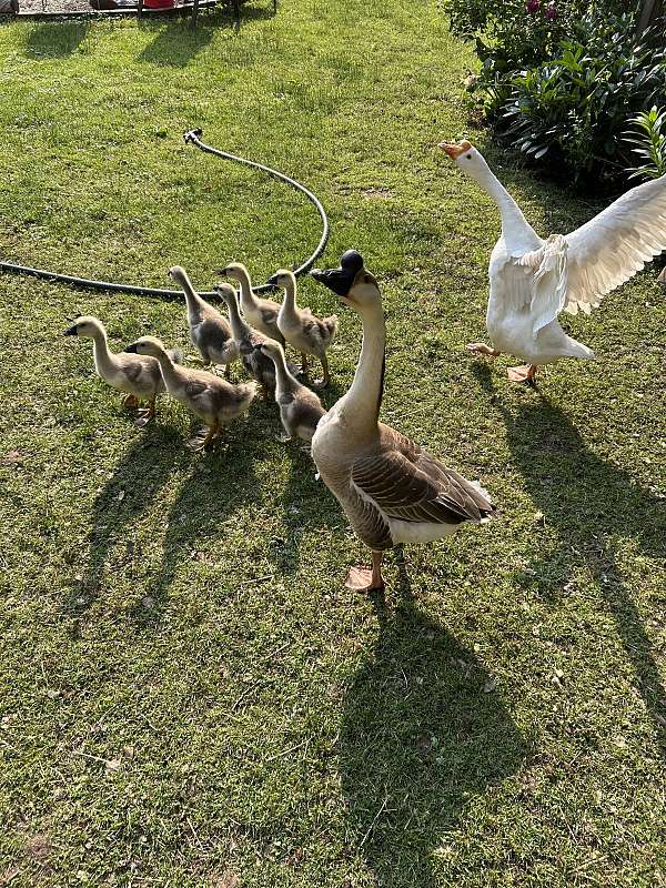 chinese-goose-for-sale-in-elkhart-in