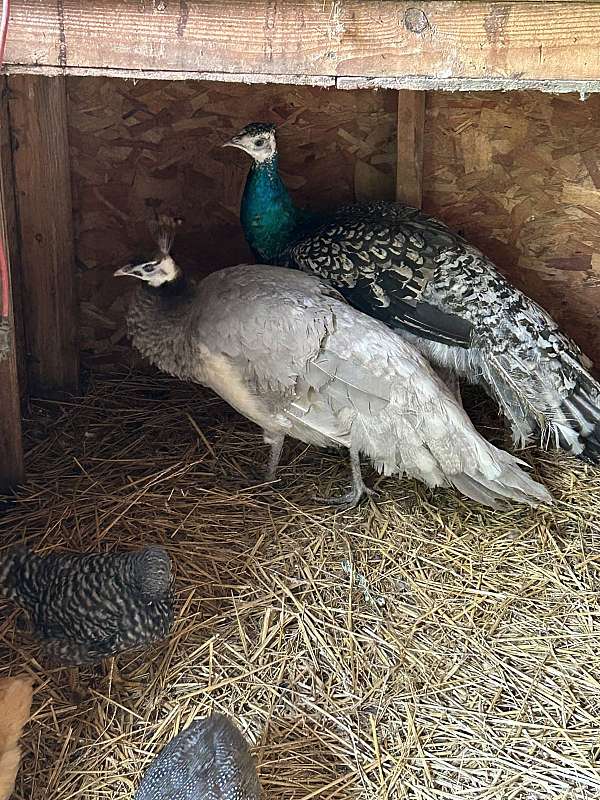 peacock-for-sale-in-elkhart-in