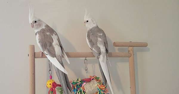 adult-bird-for-sale-in-hawley-pa