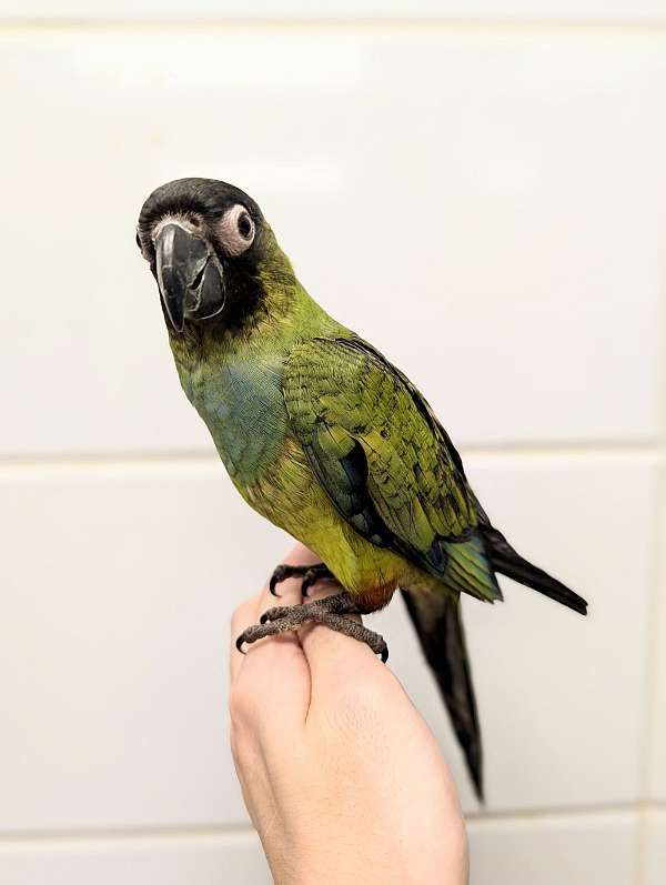 nanday-conure-for-sale