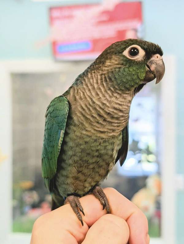 green-cheek-conure-for-sale