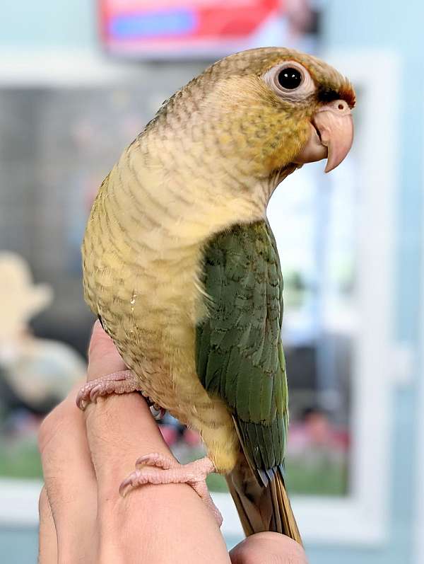 green-cheek-conure-for-sale