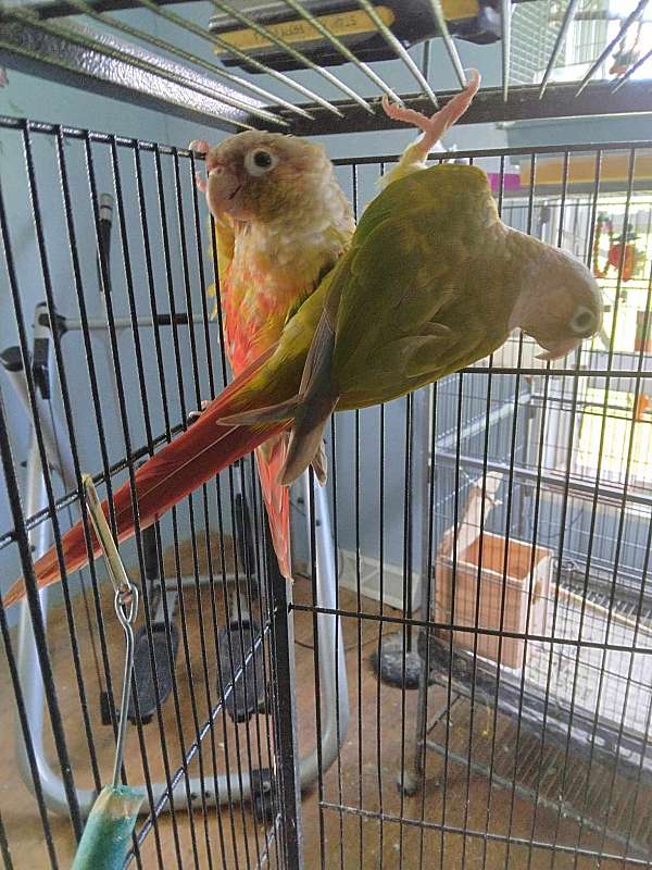 conure-for-sale-in-augusta-ks