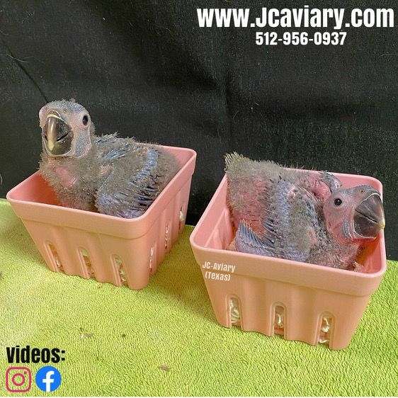 blue-white-quaker-parrots-for-sale