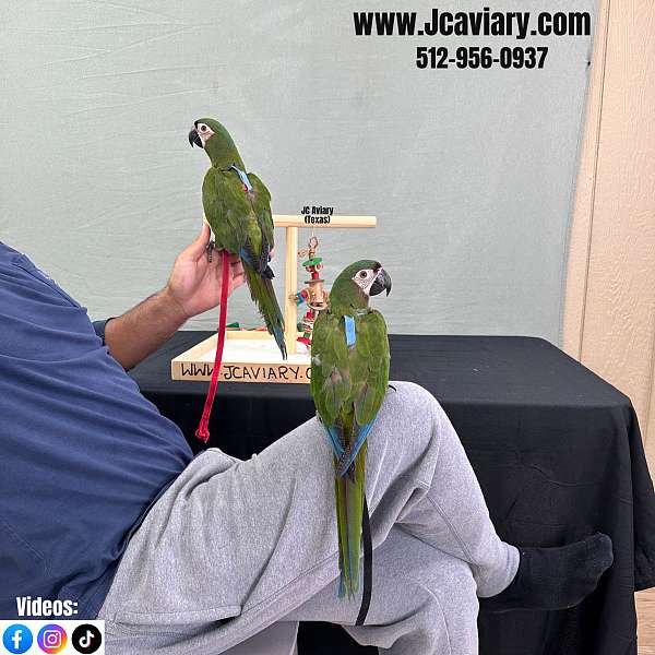 blue-white-quaker-parrots-for-sale
