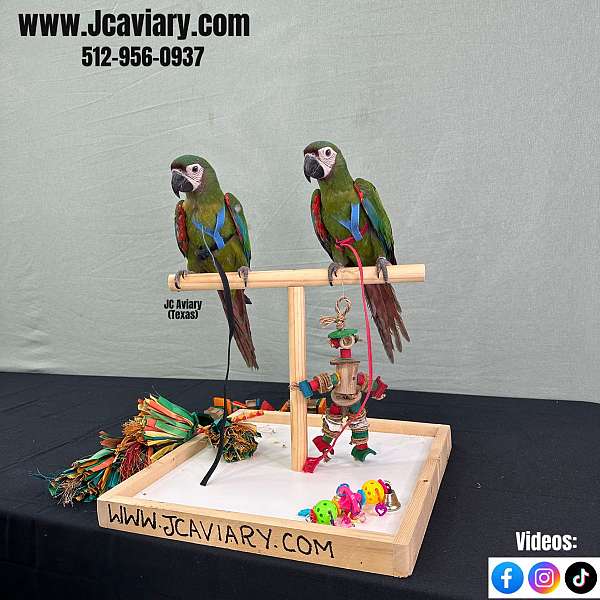 quaker-parrots-for-sale