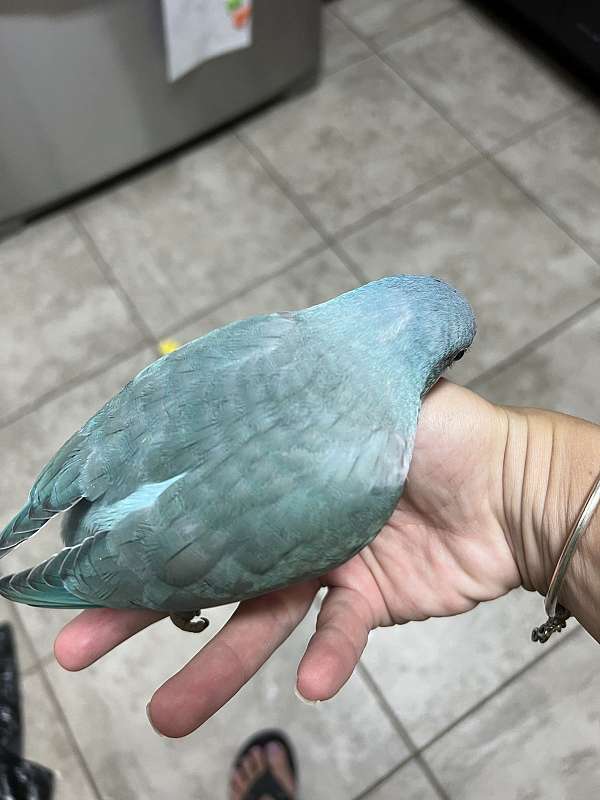 blue-opaline-bird-for-sale-in-kissimmee-fl