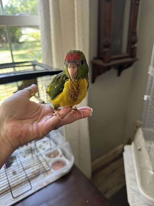 baby-bird-for-sale-in-hastings-fl