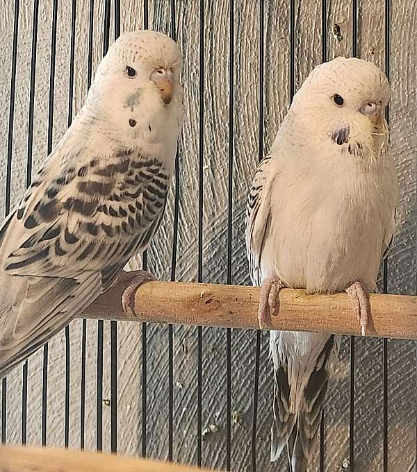 tame-bird-for-sale-in-friesland-wi