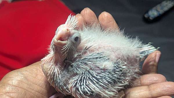 albino-white-bird-for-sale-in-sterling-va