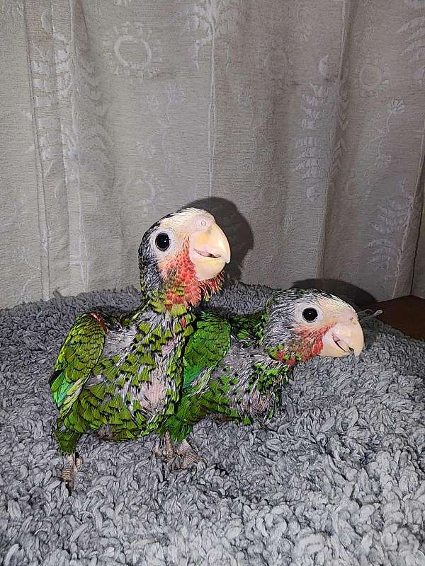 cuban-amazon-parrot-for-sale-in-summerville-sc