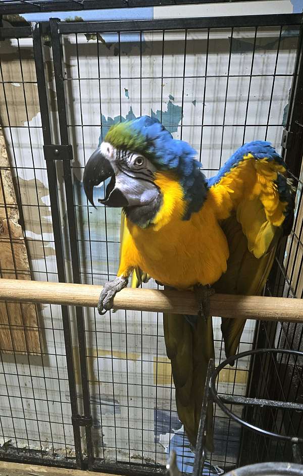 macaw-for-sale