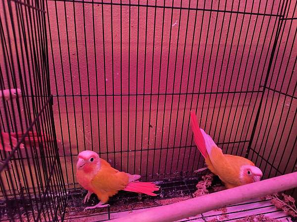 conure-for-sale
