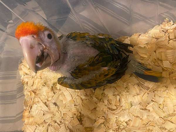 hybrid-macaw-for-sale-in-cutler-bay-fl