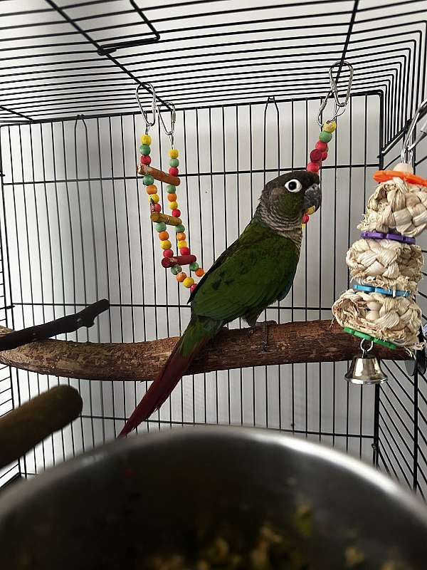 cute-playful-bird-for-sale-in-kentucky