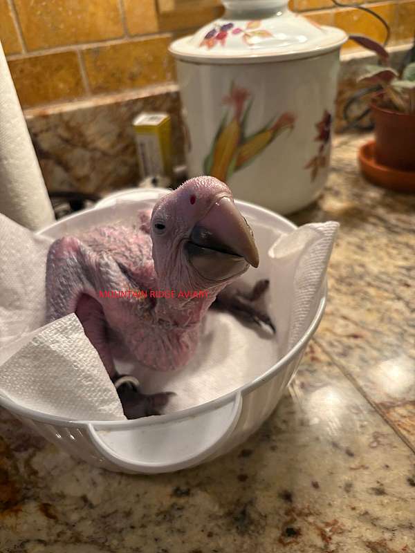 macaw-for-sale