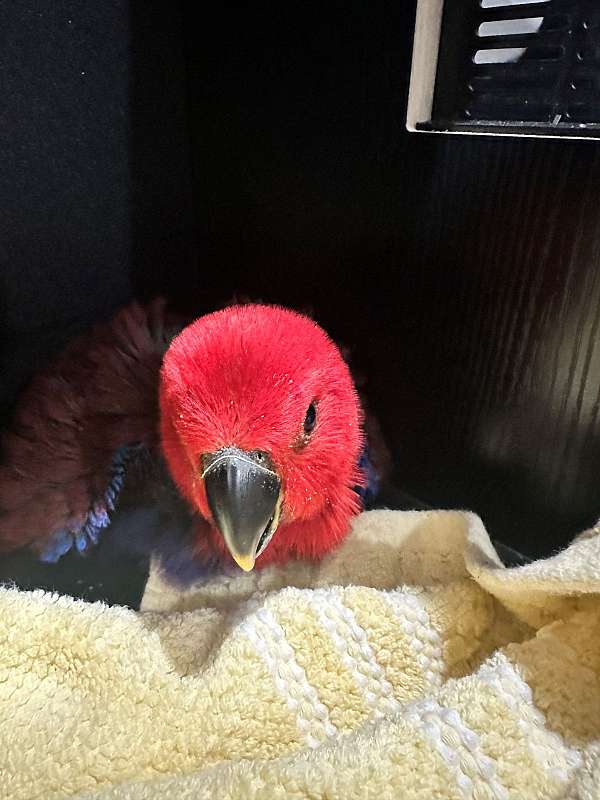 eclectus-parrots-for-sale