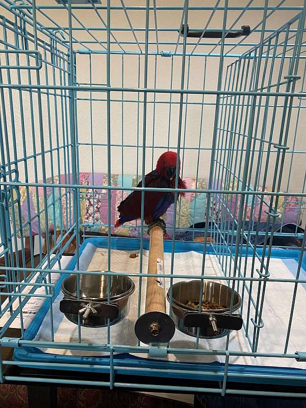 small-bird-for-sale