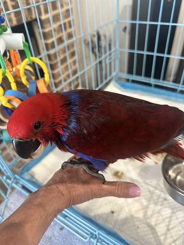small-eclectus-parrots-for-sale