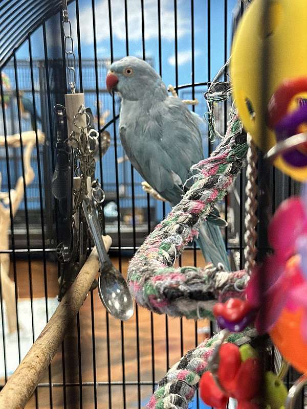 cute-exotic-soft-bills-other-for-sale