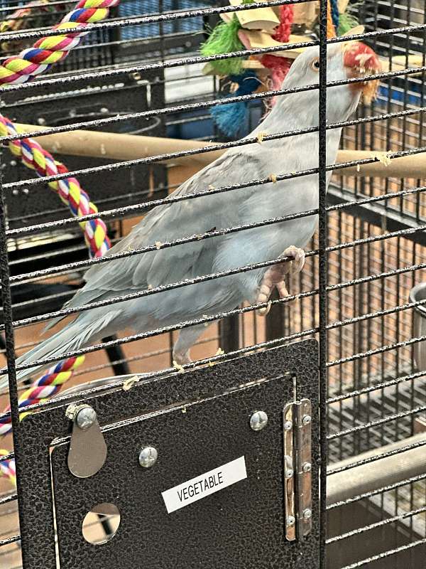 cute-exotic-for-sale