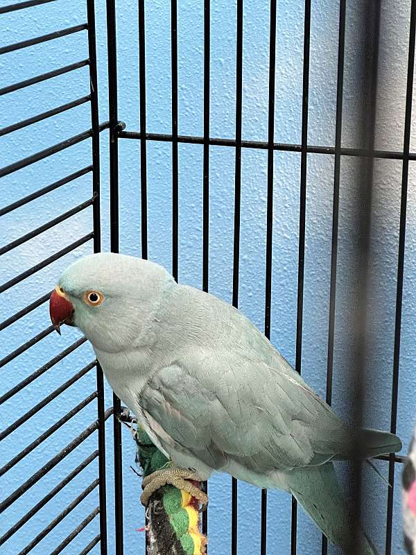 cute-exotic-young-bird