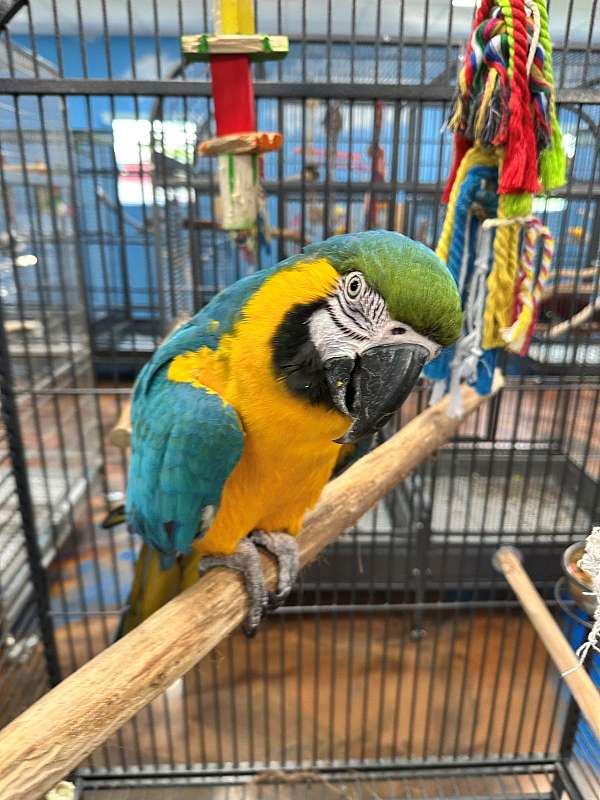 blue-gold-macaw-for-sale