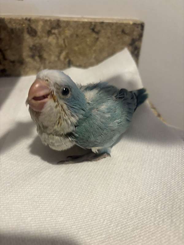 parrot-for-sale