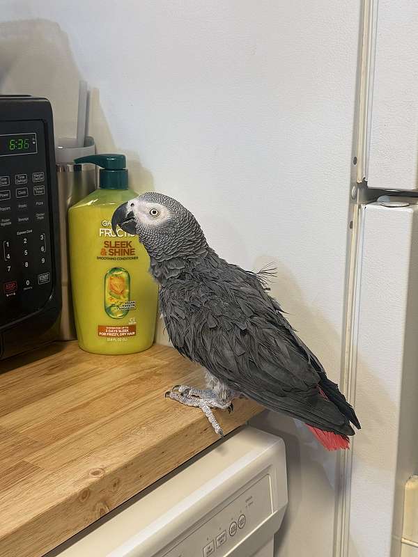 african-grey-parrot-for-sale-in-eustis-fl