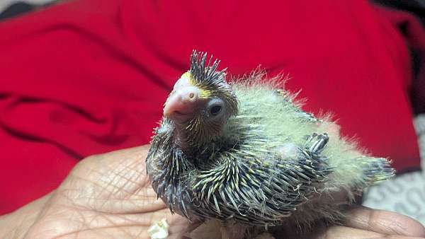 playful-bird-for-sale-in-sterling-va