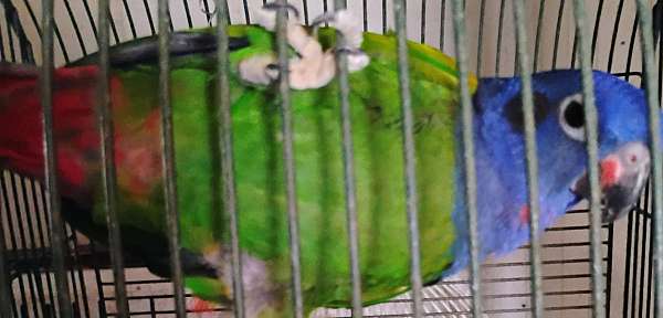blue-headed-pionus-parrots-for-sale-in-coldwater-ms