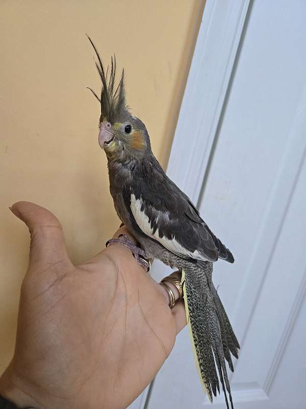 cockatiel-for-sale