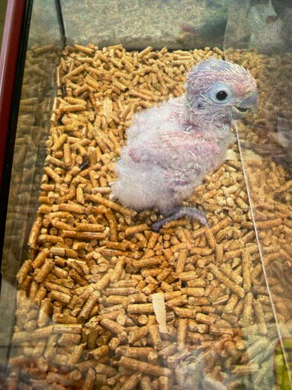 goffin-cockatoo-for-sale-in-cutler-bay-fl