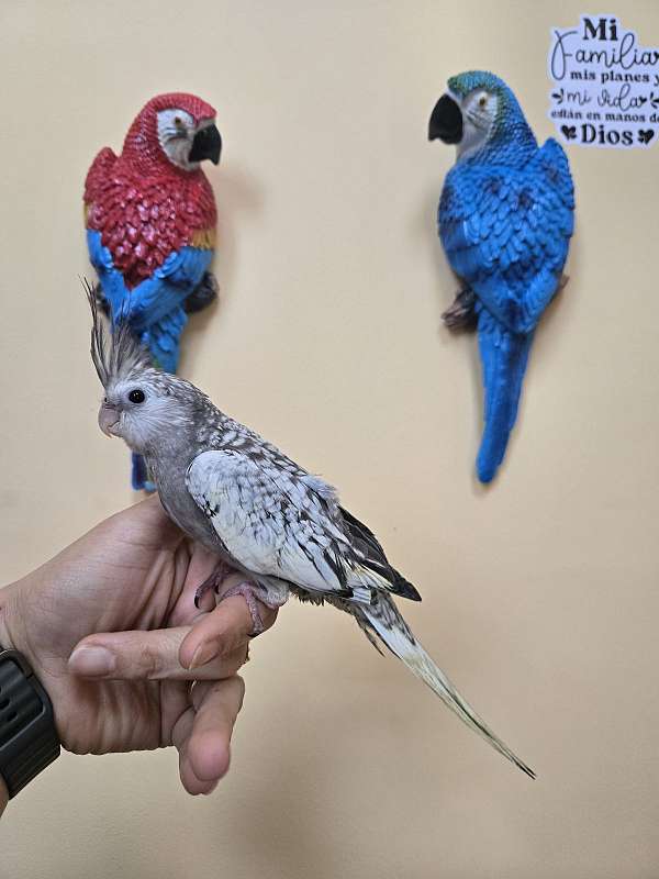 cockatiel-for-sale