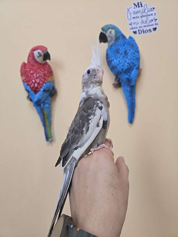 cockatiel-for-sale
