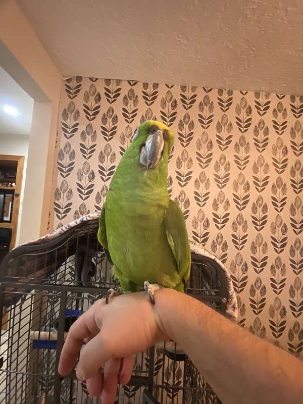yellow-naped-amazon-parrot-for-sale-in-houston-tx