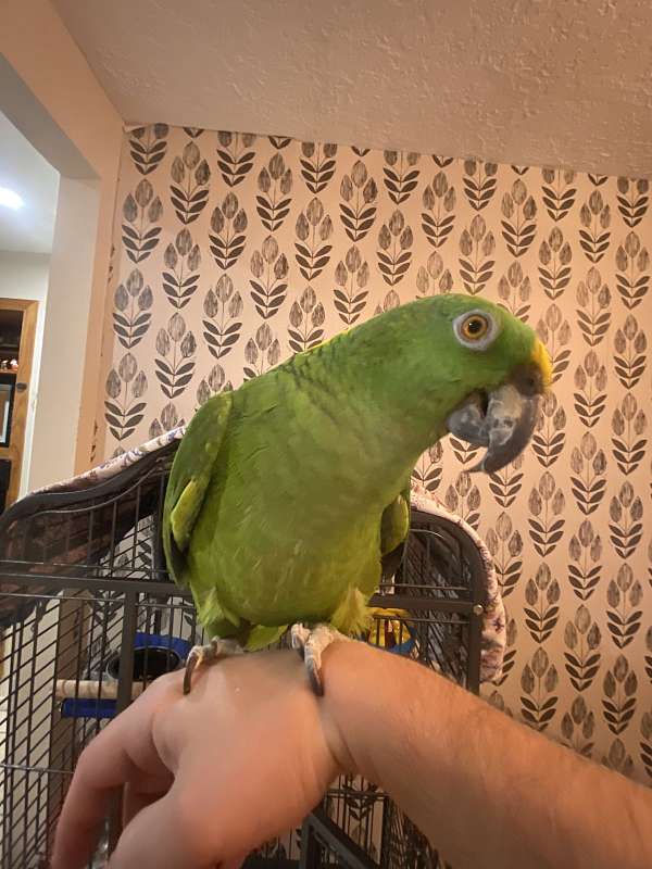 singing-talking-amazon-parrot-for-sale
