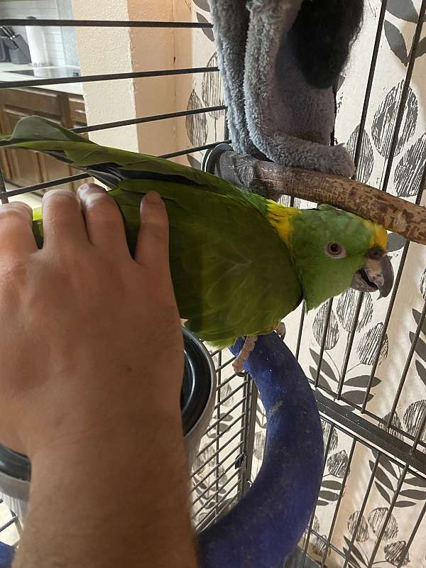 singing-talking-female-bird-for-sale