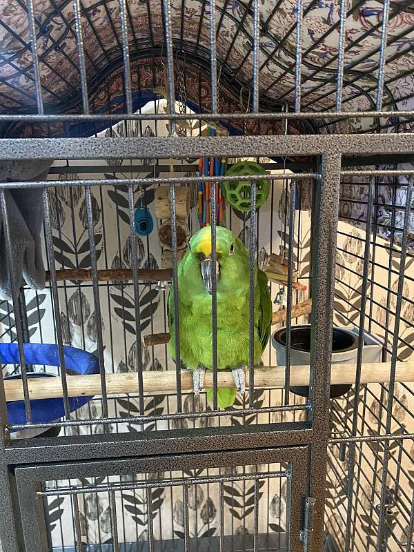 amazon-parrot-for-sale