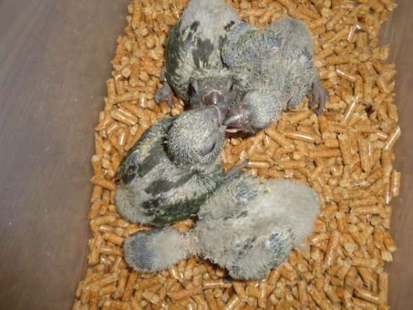 poicephalus-parrots-for-sale