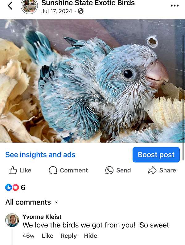 parrot-for-sale